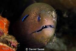 Giant Moray with 2 Cleaner Shrimps and a cleaner wrasse. ... by Daniel Sasse 